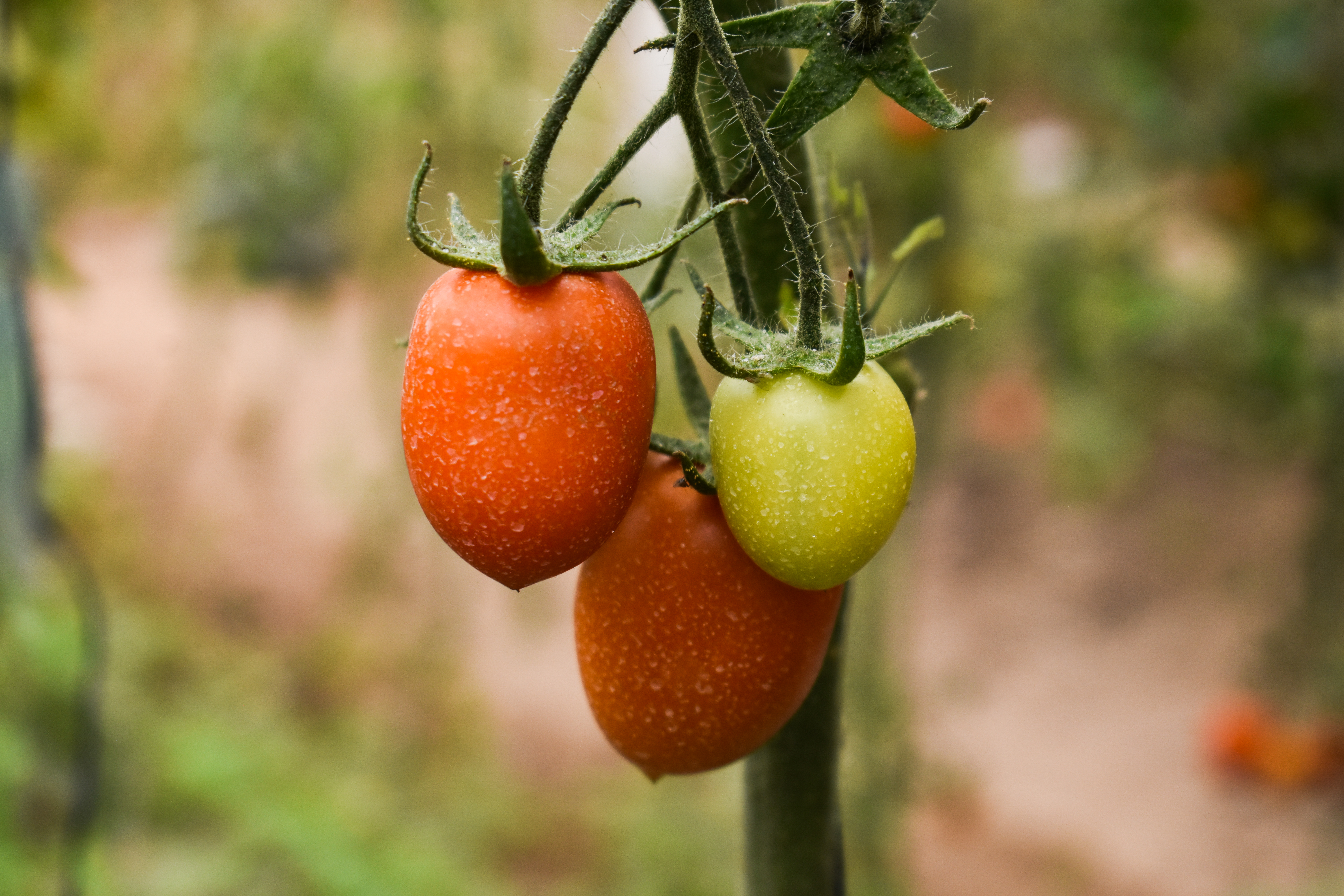 Invernadero de fresas de la comunidad