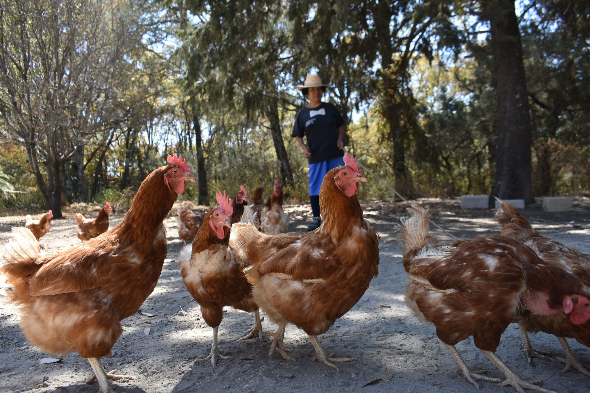 Cuidado de aves en el bosque de la comunidad
