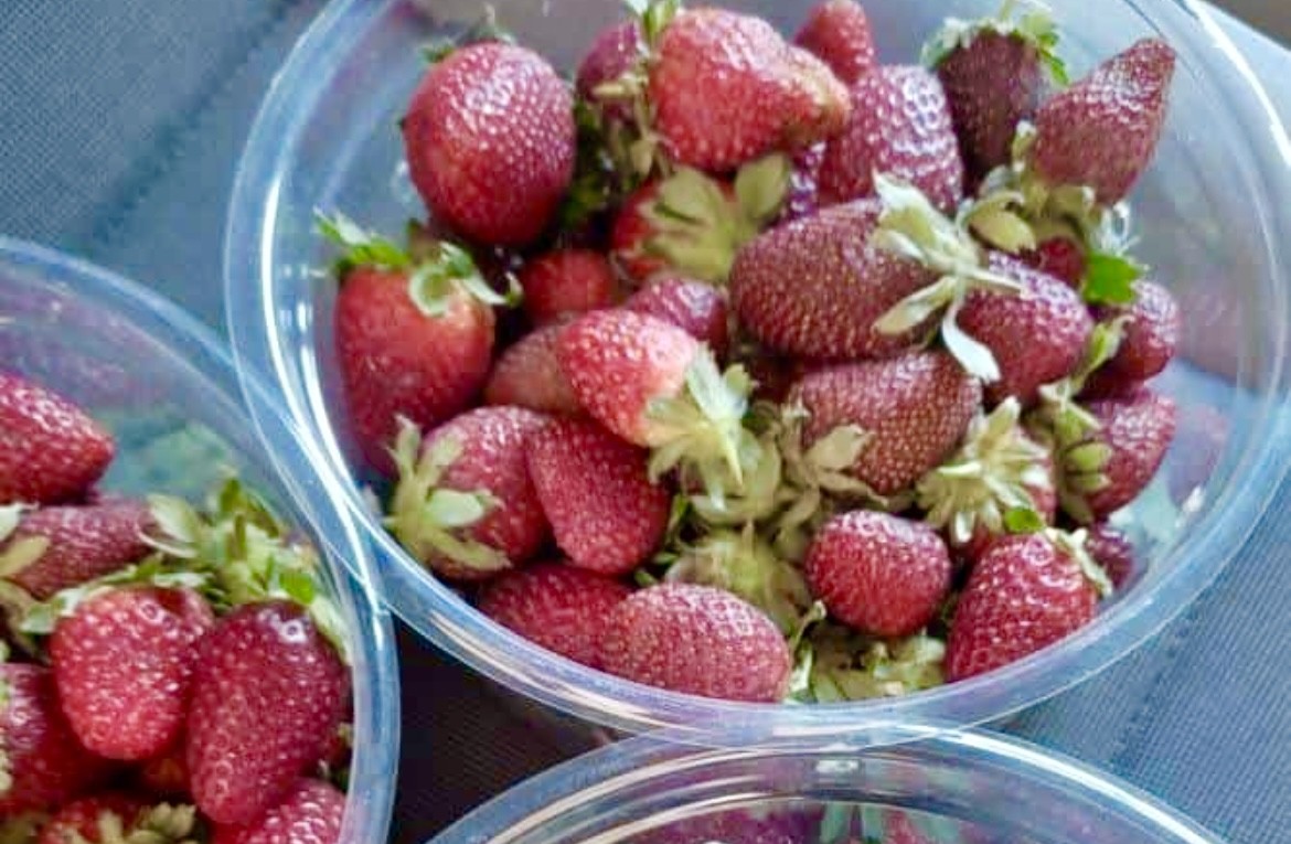 Invernadero de fresas de la comunidad
