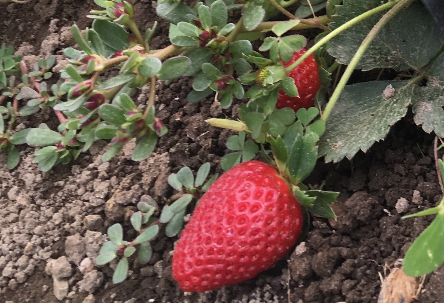 Fresas cosechadas en el invernadero