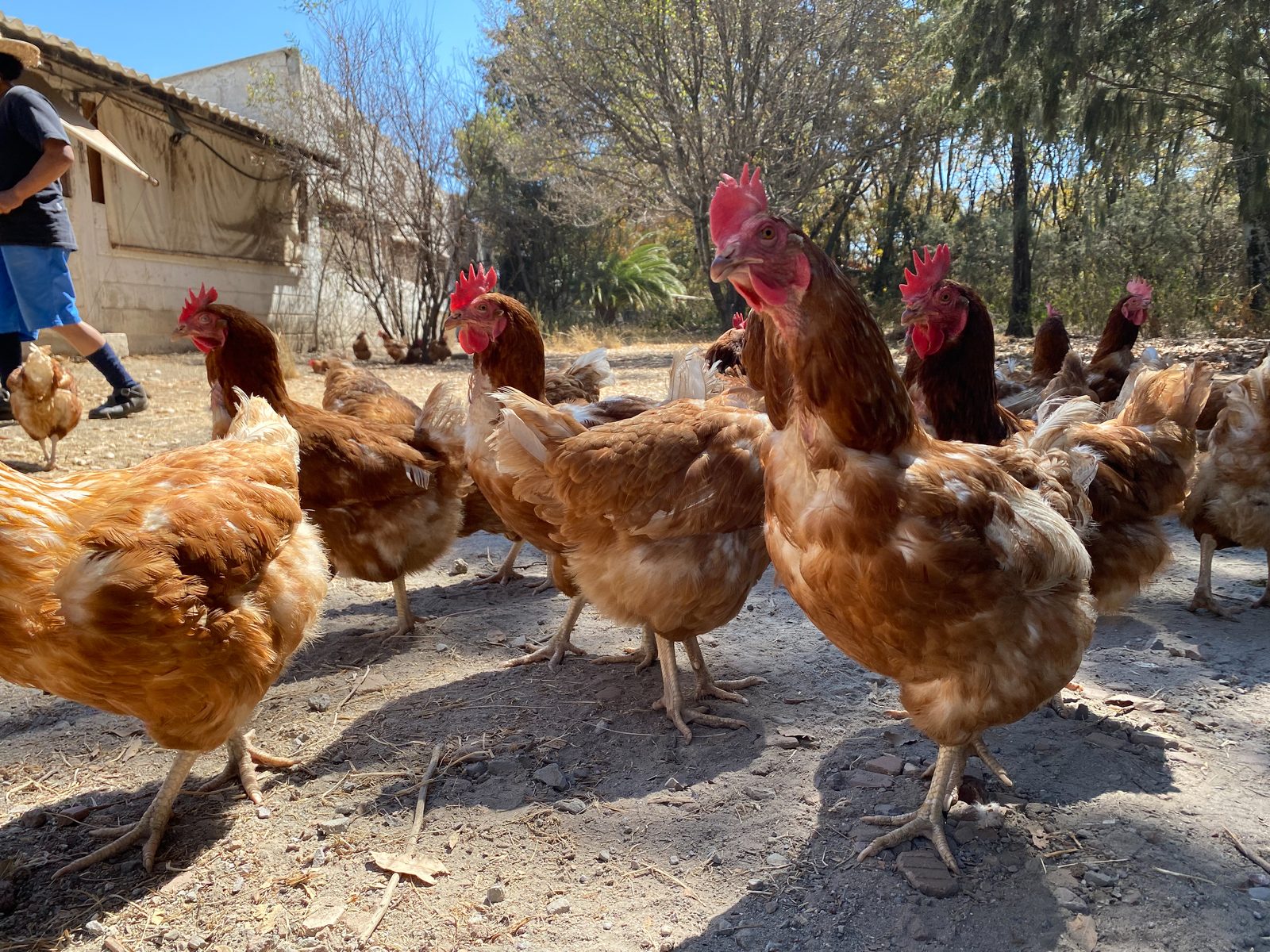Crianza de aves en la granja