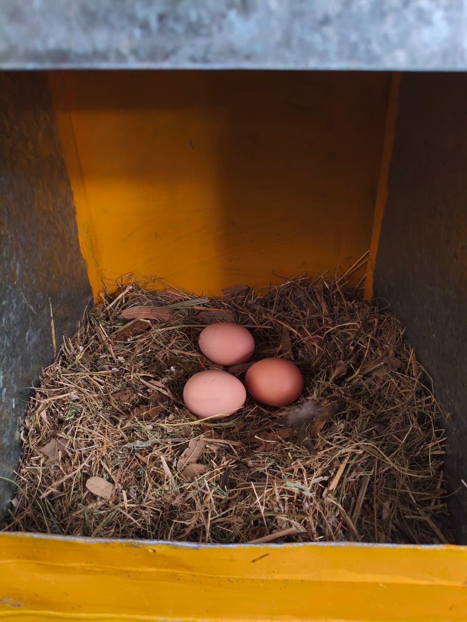 Gallinas en libre pastoreo