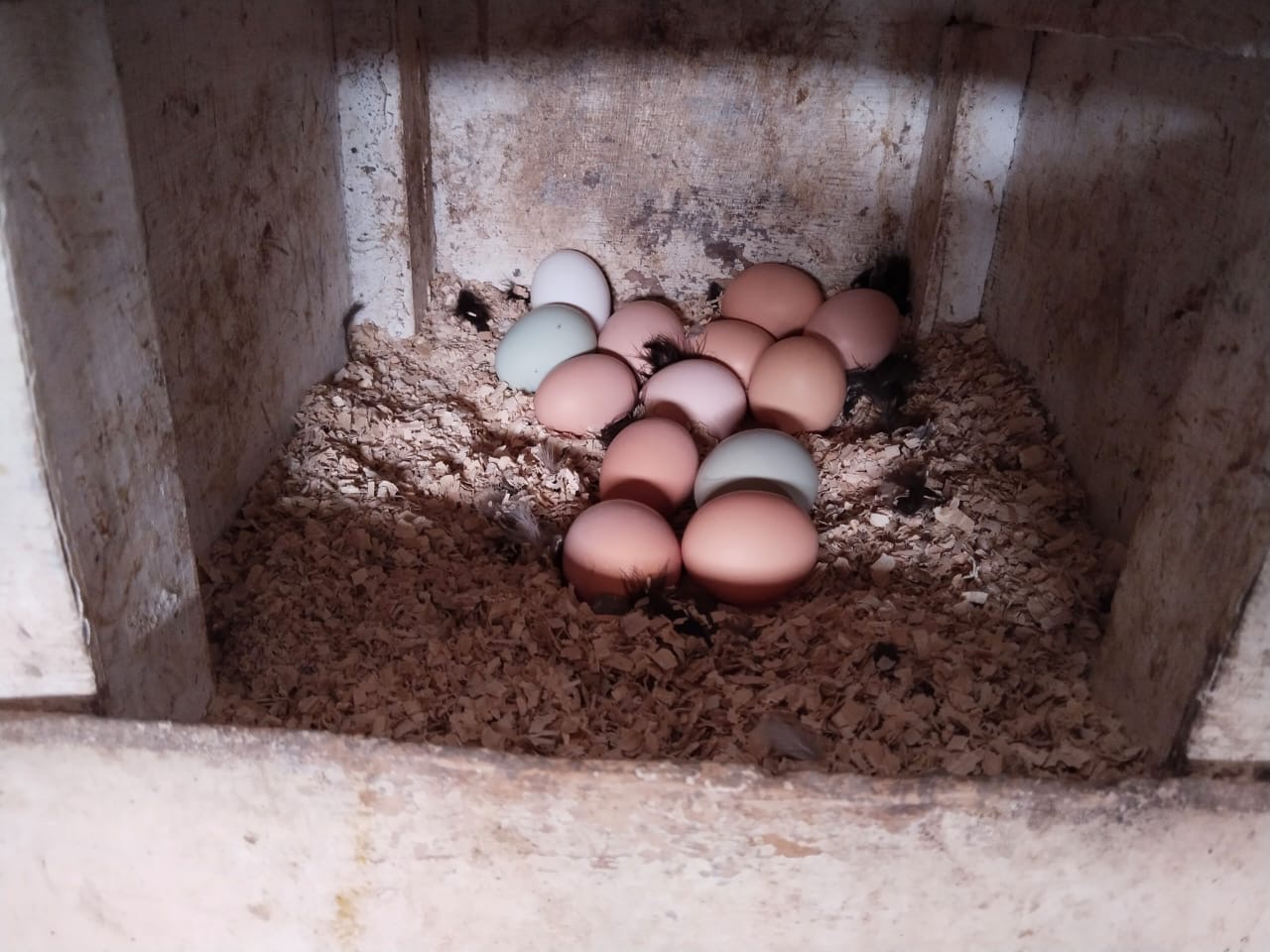 Gallinas en libre pastoreo