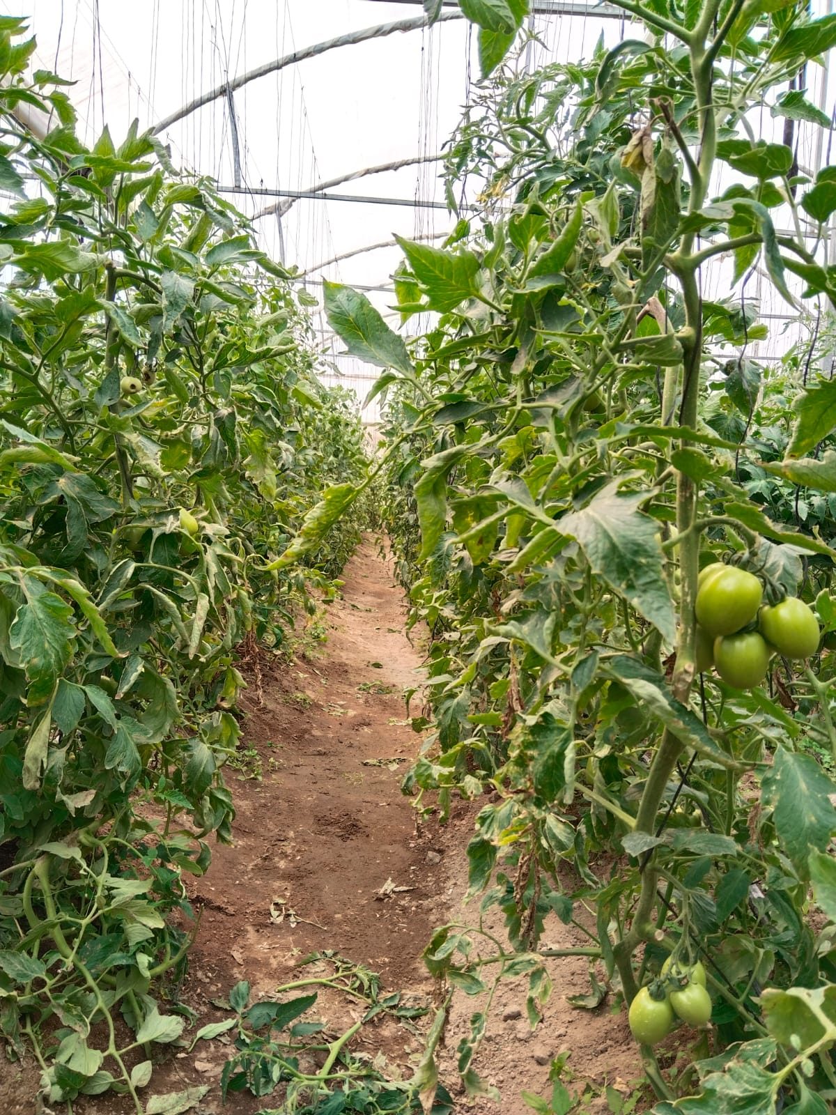 Fresas cosechadas en el invernadero