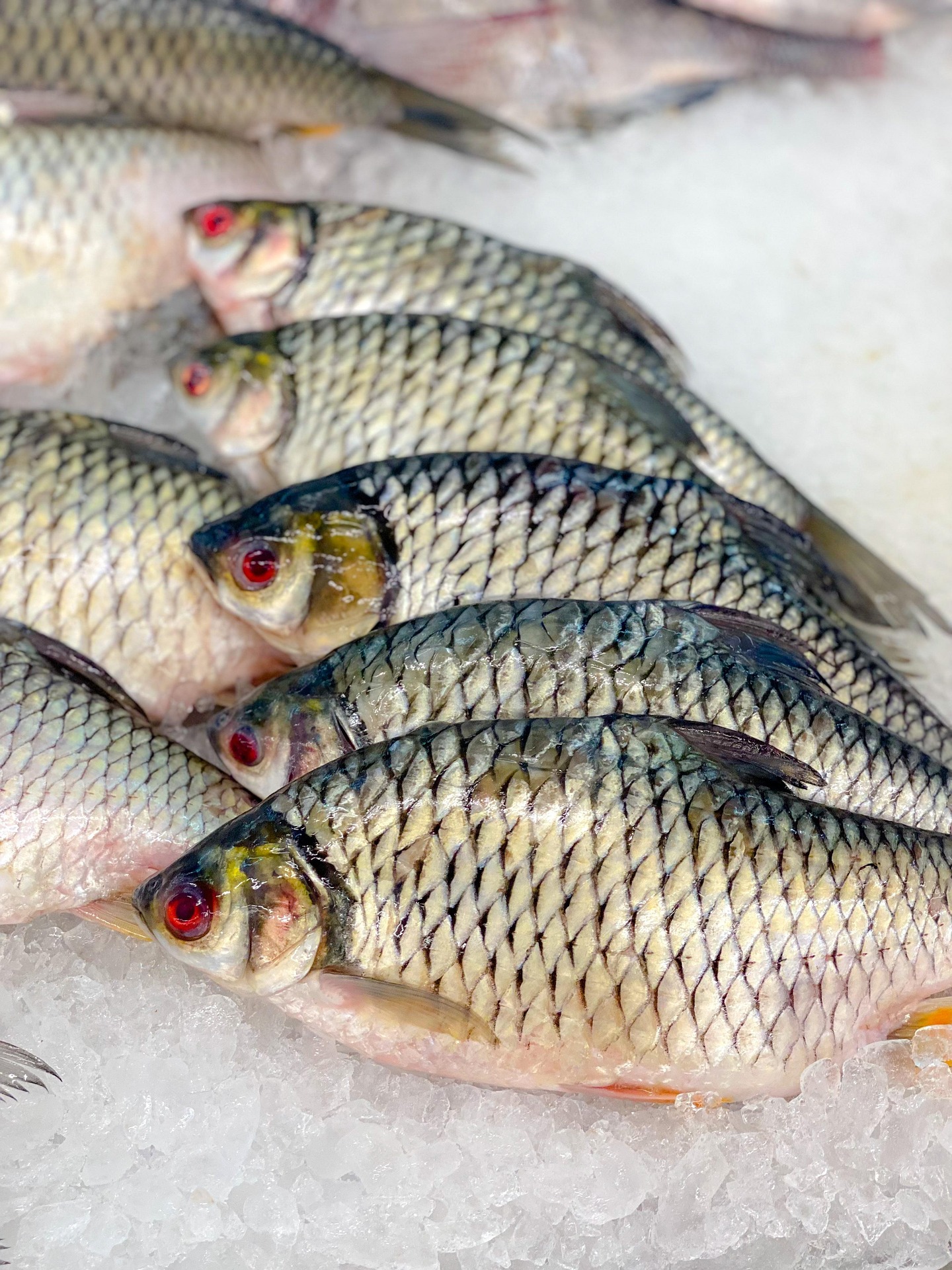Cesta de tilapia fresca de Mateo Quinto A.C.