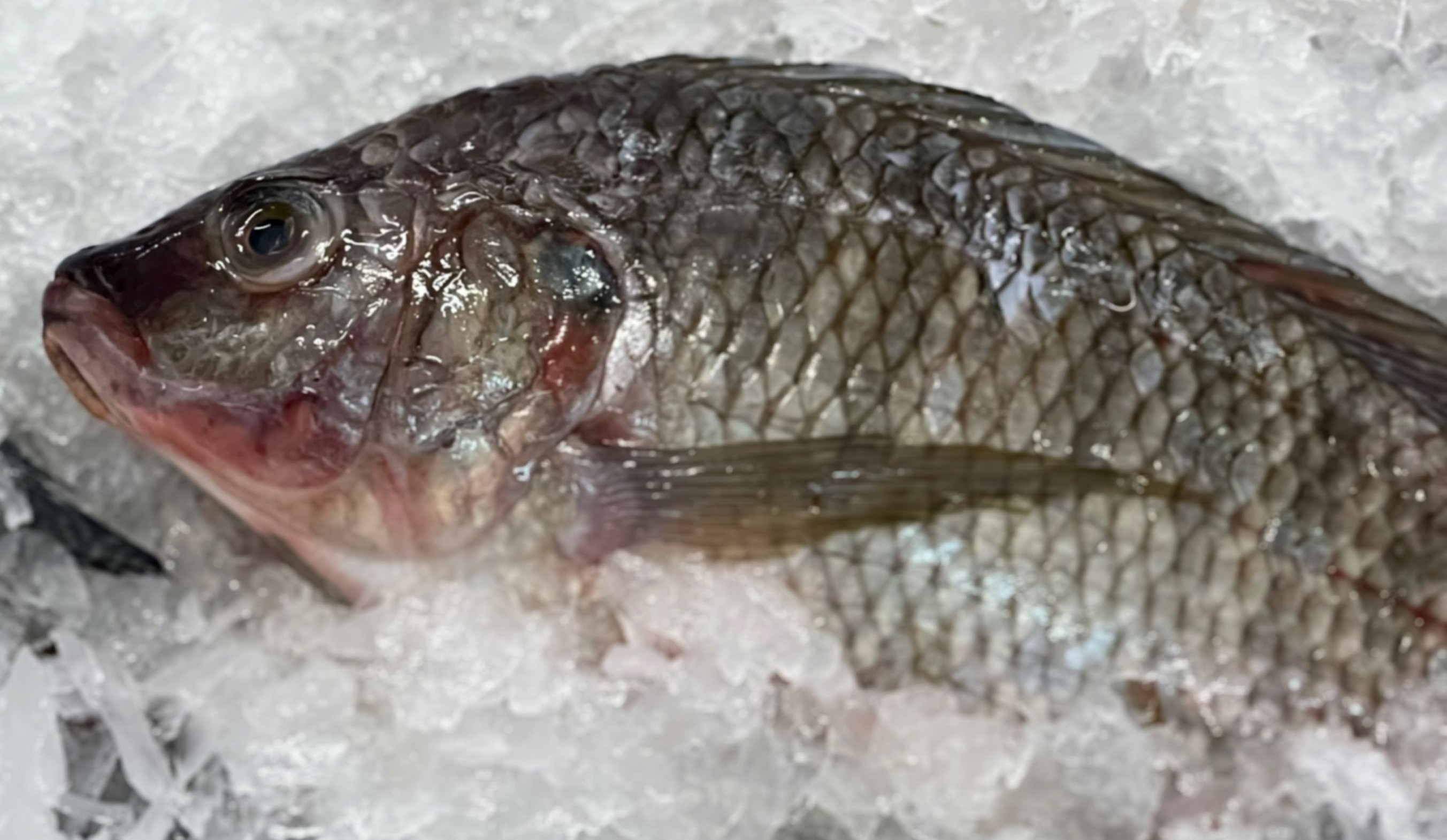 Cesta de tilapia fresca de Mateo Quinto A.C.